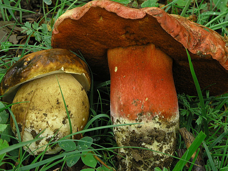 una dedica a Gi� ed Enzo (il liguaggio dei funghi)